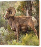 Bighorn In The Lamar Valley Forest #1 Wood Print