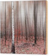 Birchforest In Fall Wood Print