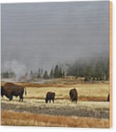 Bison At Old Faithful #1 Wood Print