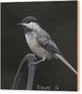 Black-capped Chickadee #1 Wood Print