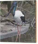 Black-necked Stork #1 Wood Print
