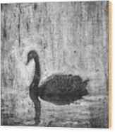 Black Swan #1 Wood Print