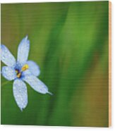 Blue Eyed Grass Flower #1 Wood Print