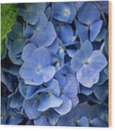 Blue Hydrangea #1 Wood Print