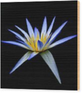 Blue Lotus #3 Wood Print