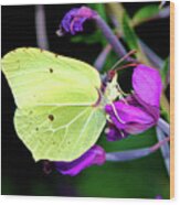 Brimstone Butterfly Wood Print