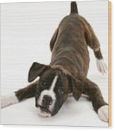 Brindle Boxer Pup #1 Wood Print