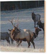 Bull Elk In Frost Wood Print