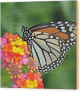 Butterfly Beauty #1 Wood Print