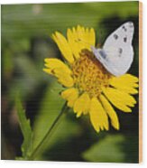 Cabbage White Butterfly Wood Print