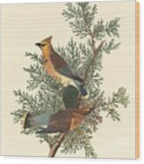 Cedar Bird #1 Wood Print
