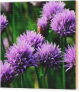 Chives In Bloom #1 Wood Print