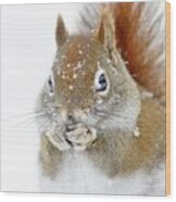 Christmas Squirrel #1 Wood Print