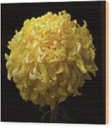 Chrysanthemum 'mckinley' #1 Wood Print