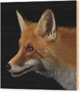 Closeup Portrait Of Red Fox In Profile Isolated On Black Wood Print
