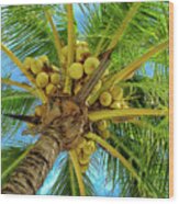 Coconuts In Tree #1 Wood Print