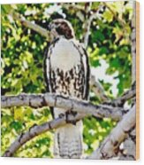 Colorado Red Tailed Hawk  #1 Wood Print