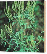 Common Ragweed In Flower Wood Print