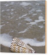 Cone Seashell On The Beach. #1 Wood Print