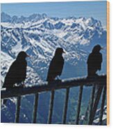Crows On Top Of Mount Titlis - Switzerland #1 Wood Print
