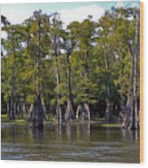 Cypress On The Suwannee #1 Wood Print