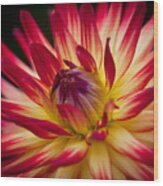 Dahlia Flame #1 Wood Print