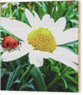 Daisy Flower And Ladybug #1 Wood Print