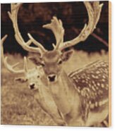 Deer Sepia #1 Wood Print