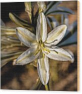 Desert Lily #4 Wood Print