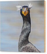 Double-crested Cormorant #1 Wood Print