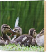 Ducklings Digital Oil Wood Print