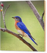 Eastern Bluebird Wood Print