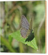 Eastern Tailed Blue Butterfly #1 Wood Print