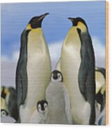 Emperor Penguin Family #2 Wood Print