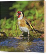 European Goldfinch, Carduelis Carduelis #1 Wood Print