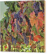 Fall Harvest Wine Vineyard With Grapes #1 Wood Print