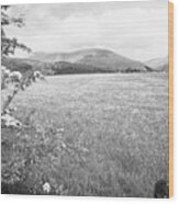 Field Of Buttercups Growing In Farmland Under Crop Rotation Underskiddaw Keswick Cumbria England Uk #1 Wood Print