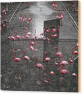 Flamingo #1 Wood Print