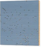 Flock Of Beautiful Migratory Lapwing Birds In Clear Winter Sky #1 Wood Print