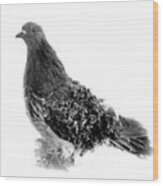 Frillback Pigeon #1 Wood Print
