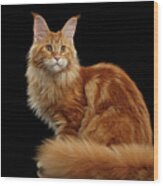 Ginger Maine Coon Cat Isolated On Black Background Wood Print