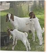 Goat With Kids Wood Print