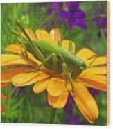 Grasshopper #1 Wood Print