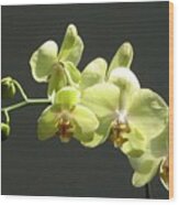 Green Orchid #1 Wood Print