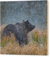 Grizzly In Falling Snow Wood Print
