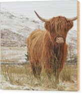 Highland Cow Wood Print
