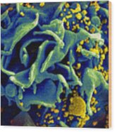 Hiv-infected T Cell, Sem Wood Print