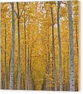 Hybrid Poplar Plantation, Oregon #1 Wood Print