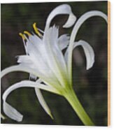 Hymenocallis Narcissiflora #1 Wood Print