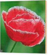 Iceland Poppy From The Garden Gnome Mix #5 Wood Print